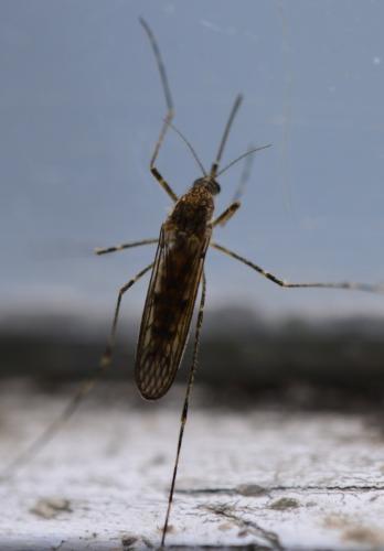 Réf. 200 670 : Culiseta annulata